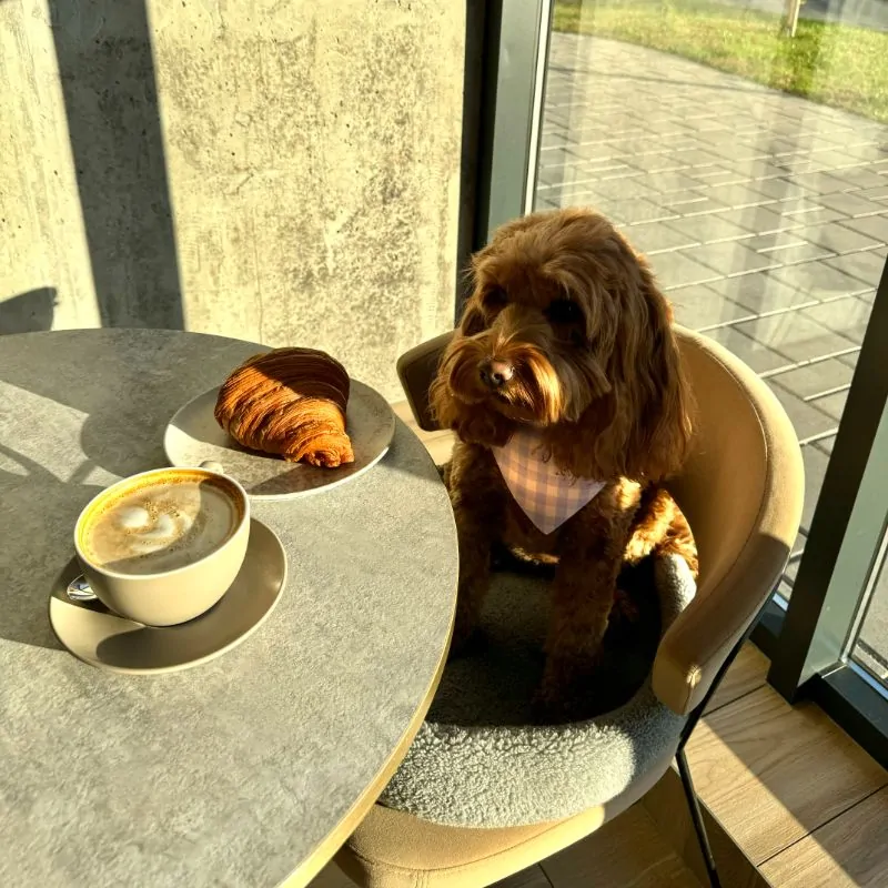 Breakfast with Your Furry Friends